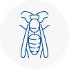 Buntingford Wasp Nest Removal